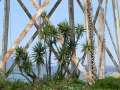 palm trees and metal on mare island