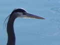 herron closeup