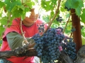 picking-grapes.jpg